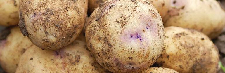 Potato â€˜Kestrelâ€™ from Thompson & Morgan