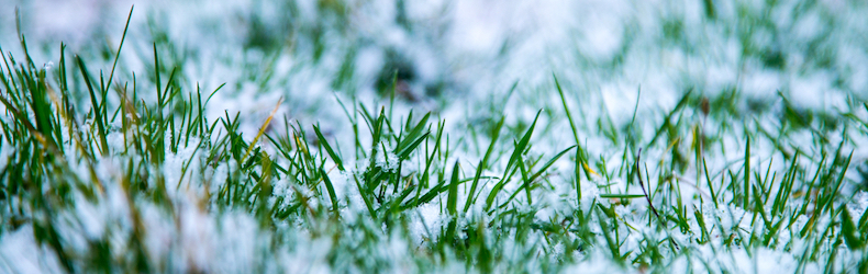 Closeup of snow covered grass