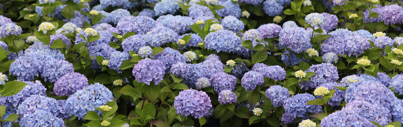 Hydrangea macrophylla 'Endless Summer — The Original' от Thompson & Morgan