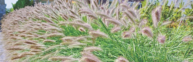 Pink Chinese fountain grass (Pennisetum alopecuroides) — available from Thompson & Morgan