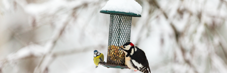 blue tit and great spotted woodpecker on a snow covered birdfeeder