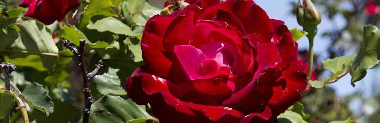 Red variety of Rose 'Breeder's Choice Collection' (Hybrid Tea Rose) — Available from Thompson & Morgan