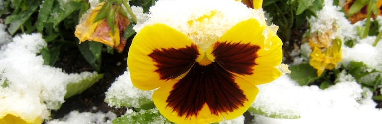 yellow pansy under snow — different pansy varieties are available from Thompson & Morgan