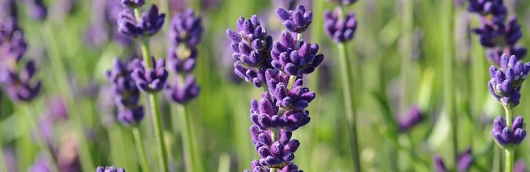 Lavender 'Hidcote' from Thompson & Morgan