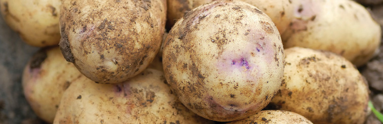 Potato 'Kestrel' from Thompson & Morgan