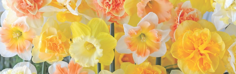 Collection of Narcissus 'Citrus Sorbet' from Thompson & Morgan
