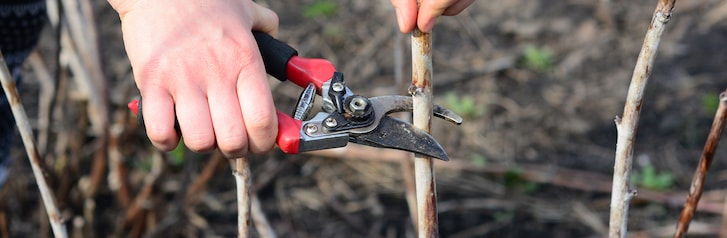 pruning raspberry plants in march