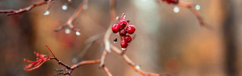 Red hawthorn berries on a rain drenched branch