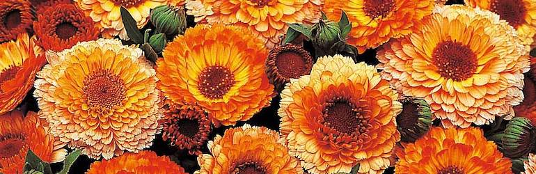 What-to-plant-in-August-sow-calendula-flowers — Calendula officinalis 'Pink Surprise' from Thompson & Morgan