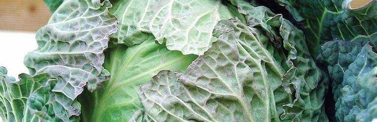 What-to-plant-in-August-sow-vegetables-winter-cabbage — Cabbage 'Tundra' F1 Hybrid (Winter Savoy) from Thompson & Morgan