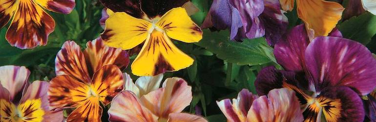 What-to-plant-in-August-sow-viola-seeds.jpg — Viola x williamsiana 'Brush Strokes' від Thompson & Morgan