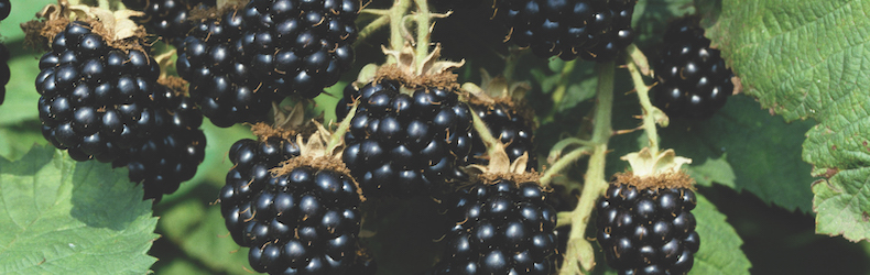 Ripe fruit berries of Blackberry â€˜Loch Nessâ€™ from Thompson & Morgan