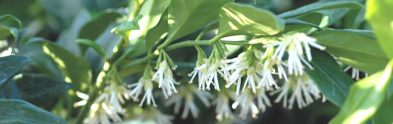 white flowers of Sarcococca confusa from Thompson & Morgan