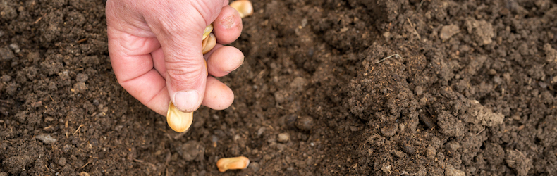 Hand planting seeds in soil