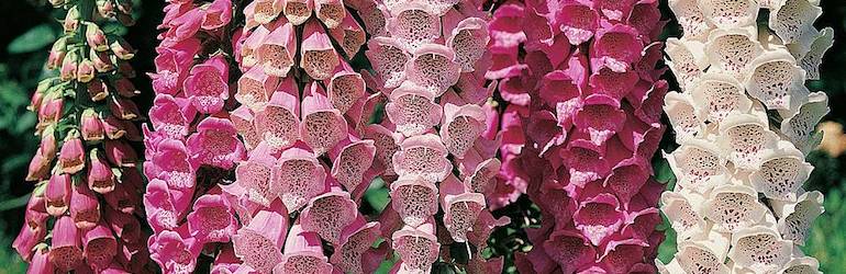 foxglove perennials — Foxglove 'Excelsior Hybrid Mixed' by Thompson & Morgan