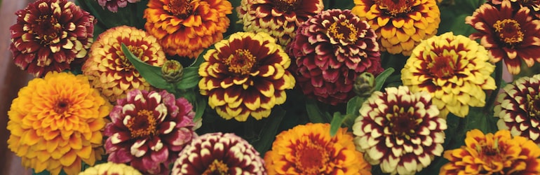 Group of colourful Zinnia flowers