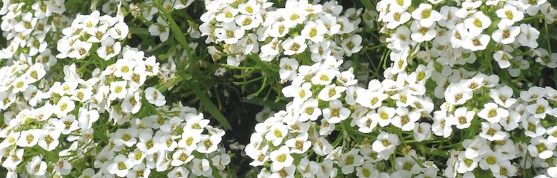 Alyssum 'Carpet of snow' from Thompson & Morgan