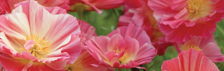 Californian Poppy 'Rose Chiffon' from Thompson & Morgan