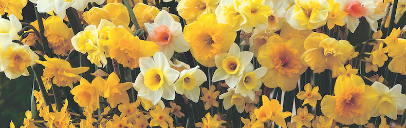 Narcissus 'Sweet Aroma Mixed' from Thompson & Morgan