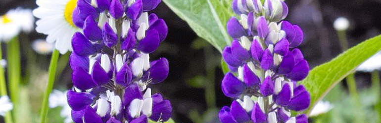What To Sow And Grow In November Thompson Morgan