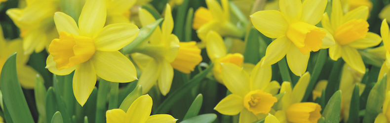 Narcissus 'Tete-a-Tete' from Thompson & Morgan