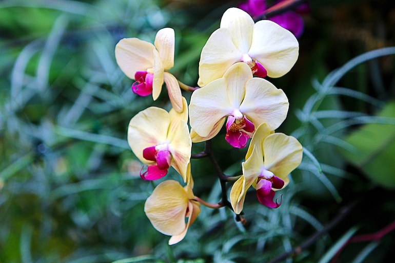 closeup shot of orchids growing