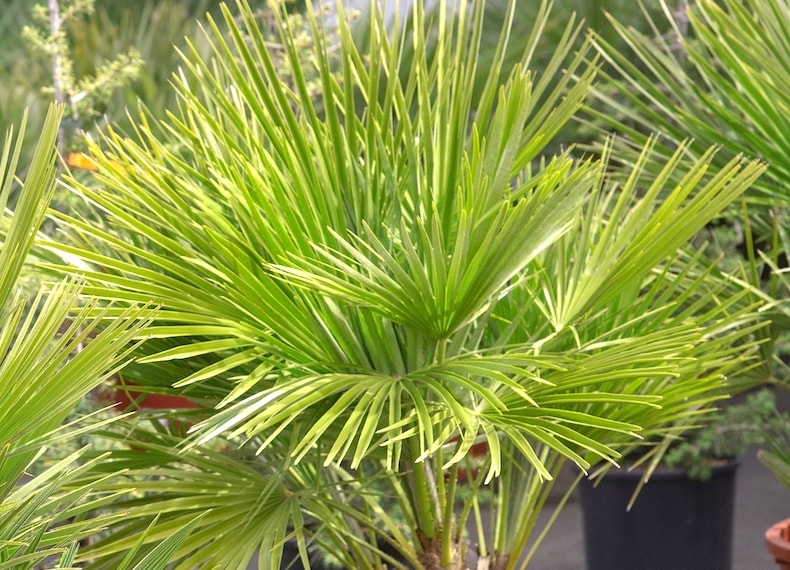 Closeup of palm tree fronds