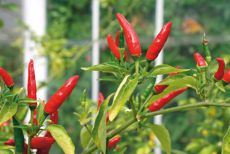 Red chilli peppers growing in greenhouse