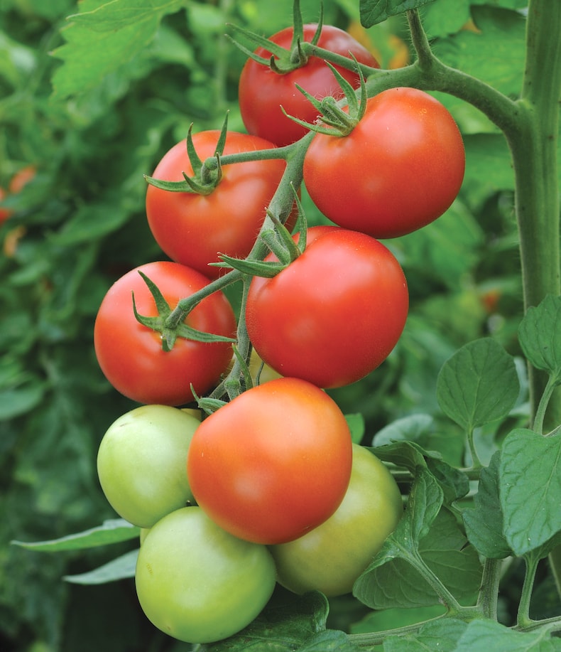 Tomato truss with red and green tomatoes