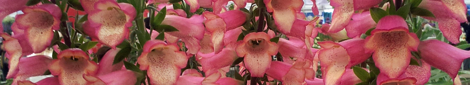 Foxglove 'Illumination Pink' - 25,000 plants sold in 1 week!