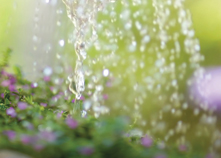 Hosepipe ban? Switch to drip irrigation pipes to keep your garden going