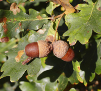 acorns on oak tree