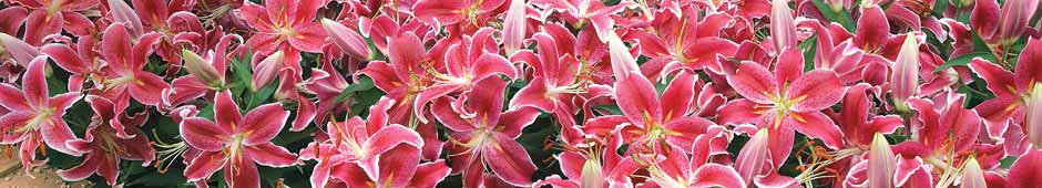 Thompson & Morgan World Exclusive - Groundcover Lily 'Dazzler'