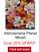 Alstroemeria Planet Mixed
