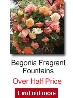 Begonia Fragrant Fountains