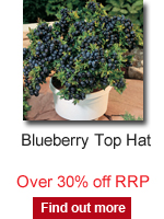 Blueberry Top Hat