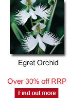 Egret Orchid