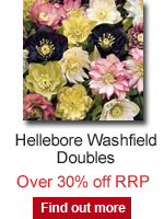 Hellebore Washfield Doubles