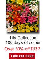 Lily Collection 100