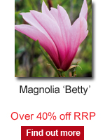 Magnolia 'Betty'