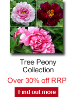 Tree Peony Collection