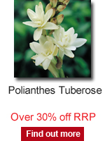 Polianthes Tuberose