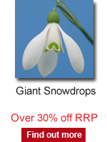 Giant Snowdrops