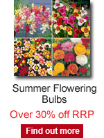 Summer Flowering Bulbs