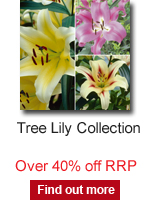 Tree Lily Collection
