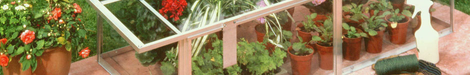 How to overwinter tender plants in a cold frame