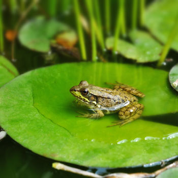 frog pond