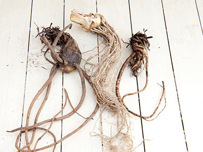 Bare root perennial plants