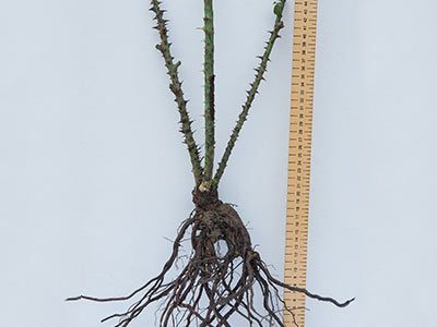 Bare root rose plants