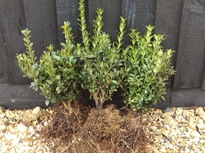 Bareroot shrub and hedging plant